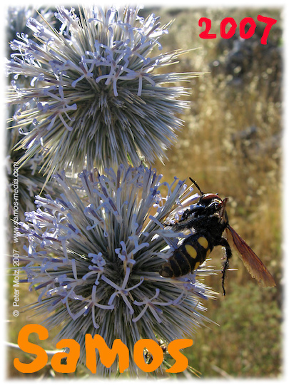 Samos_2007_V4_284